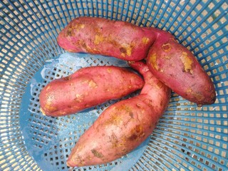 Sweet potatoes on plastic basket. Root vegetable for good health and nutrition. 