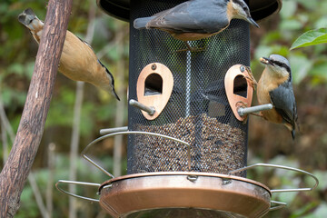 Drei Kleiber mit schwarzen Augenlinie am Vogelfutterhaus