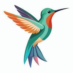 hummingbird vector illustration on white background