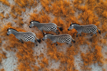 Serene aerial view of zebras among golden bushes