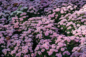 Chrysanthemum or daisy flower in organic garden.