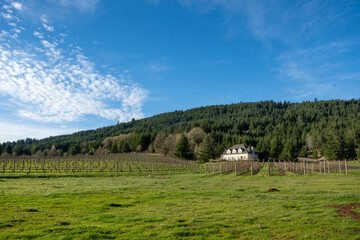 Obraz premium Vineyard Landscape in the mountains