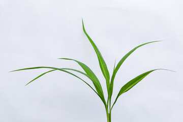 Dew on leaves, Water drops on green foliage on white background