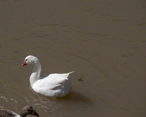 Obraz premium white geese swimming in the Parana river. Anser anser domesticus