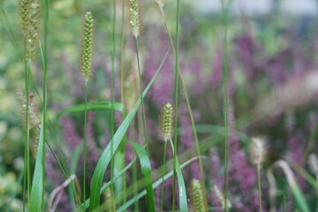 Blooming Heather in Vibrant Wild Meadow