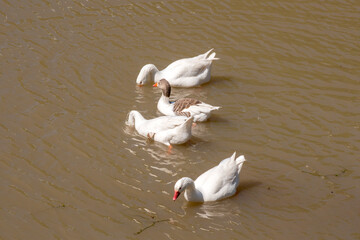 white geese swimming in the Parana river. Anser anser domesticus