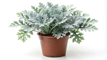 Fototapeta premium Panoramic shot of Dusty Miller plant on white background