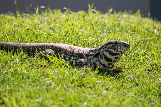 portrait of an Argentine tegu lizard