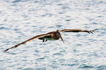  Pelicans in Flight