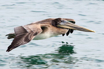  Pelicans in Flight