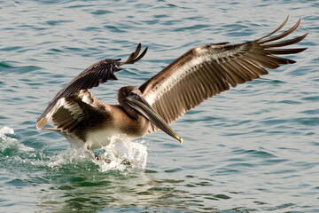  Pelicans in Flight