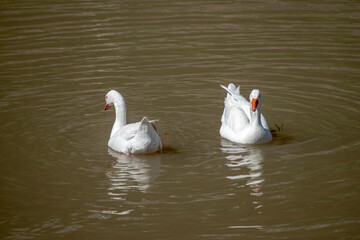 white geese swimming in the Parana river. Anser anser domesticus