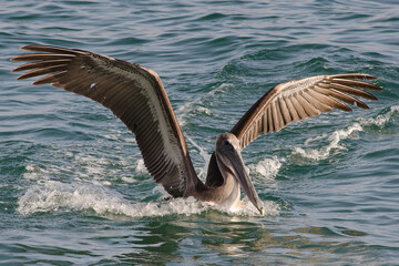  Pelicans in Flight