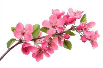 Obraz premium Pink flowers on a branch against a blue sky.