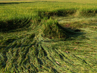 Rice falls in the rice field