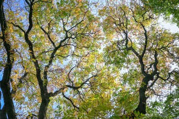 Tree leaves turning to autumn or fall season. Leaves against blue sky, low angle view.