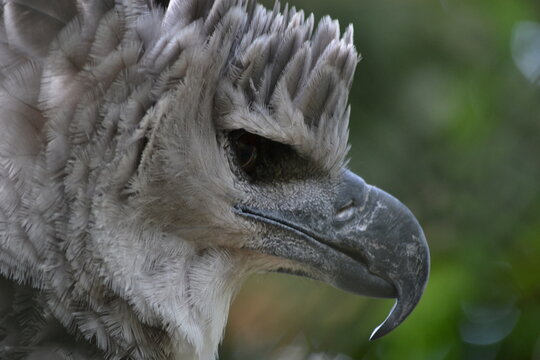 Harpy Eagle, &Aacute;guila Arp&iacute;a, Summit, Panama