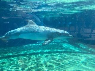 dolphin in the water