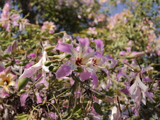 Flowers of the floss silk tree (Ceiba speciosa, syn. Chorisia speciosa) or palo borracho, árbol...