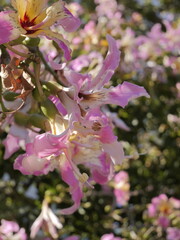 Flowers of the floss silk tree (Ceiba speciosa, syn. Chorisia speciosa) or palo borracho, árbol...