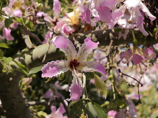 Flowers of the floss silk tree (Ceiba speciosa, syn. Chorisia speciosa) or palo borracho, árbol...