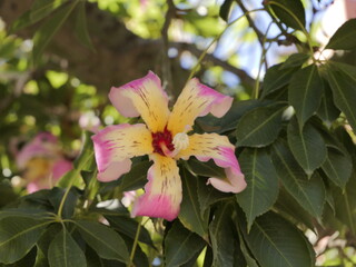 Flowers of the floss silk tree (Ceiba speciosa, syn. Chorisia speciosa) or palo borracho, árbol...
