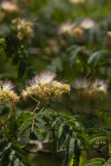 初夏に咲くネムノキの花