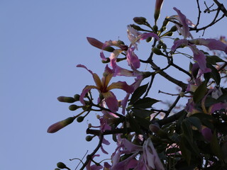 Flowers of the floss silk tree (Ceiba speciosa, syn. Chorisia speciosa) or palo borracho, árbol...