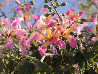 Flowers of the floss silk tree (Ceiba speciosa, syn. Chorisia speciosa) or palo borracho, árbol...