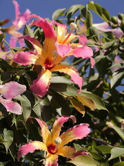 Flowers of the floss silk tree (Ceiba speciosa, syn. Chorisia speciosa) or palo borracho, árbol...