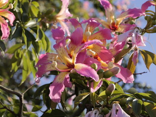 Flowers of the floss silk tree (Ceiba speciosa, syn. Chorisia speciosa) or palo borracho, árbol...