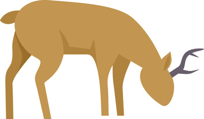 Wild brown deer with antlers grazing grass in nature