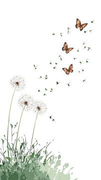 Fototapeta Dandelion Wishes With Butterflies