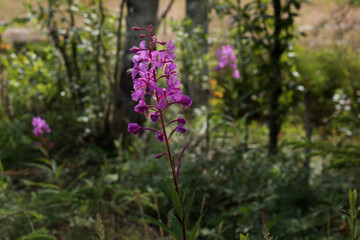 Fireweed in the forest