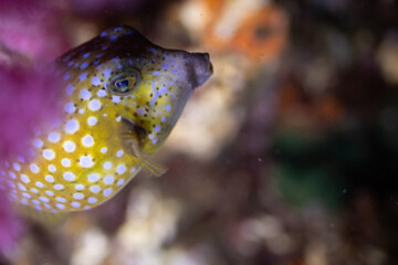 side with coral