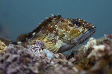 rockfish 3