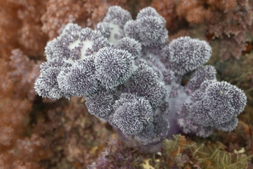 purple coral 2