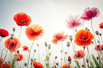 Fototapeta premium photography backdrop with blooming white poppies floral background from low angle view