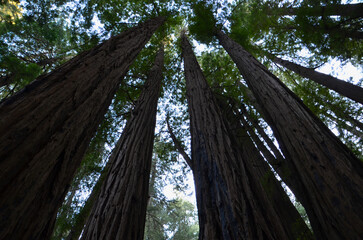 Tall trees growing to the sky © Phil