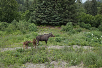 Moose with twins