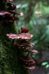 Mushrooms on a stump