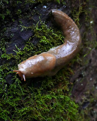 banana slug on tree