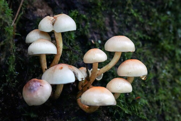 mushrooms in the forest