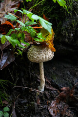 mushrooms in the forest