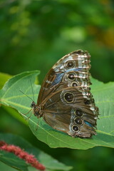Owl Butterfly at Butterfly Haven, Mariposa Buho en el Mariposario, Panama City, Panam&aacute; 