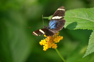 Butterfly Haven, Mariposario, Panama City, Panamá 