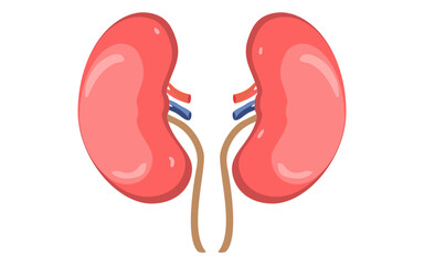 kidney vector illustration, kidney png image, human kidney image, Human internal organ kidney