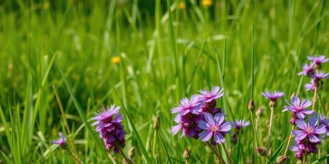 Vibrant purple wild flowers blooming in a meadow amidst green grass, field, summer