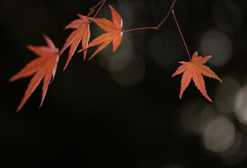 黒い背景と橙色に紅葉したもみじの葉