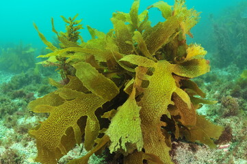 Tangled fronds of brown kelp Ecklonia radiata in shallow murky bay. Location: Leigh new Zealand